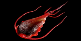 Parásitos intestinales